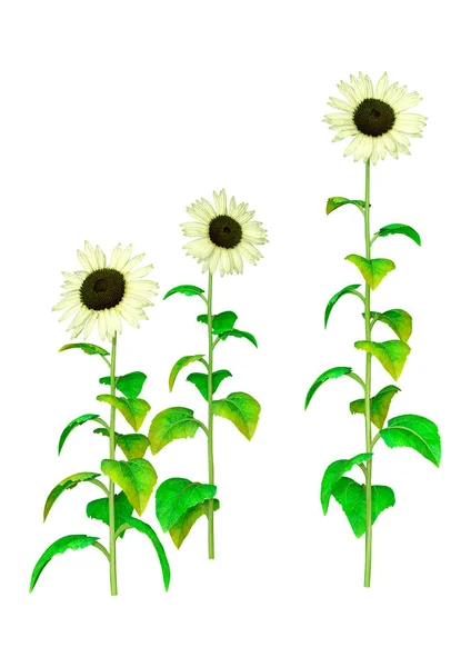 Renderização Plantas Girassol Comuns Helianthus Isolado Fundo Branco — Fotografia de Stock