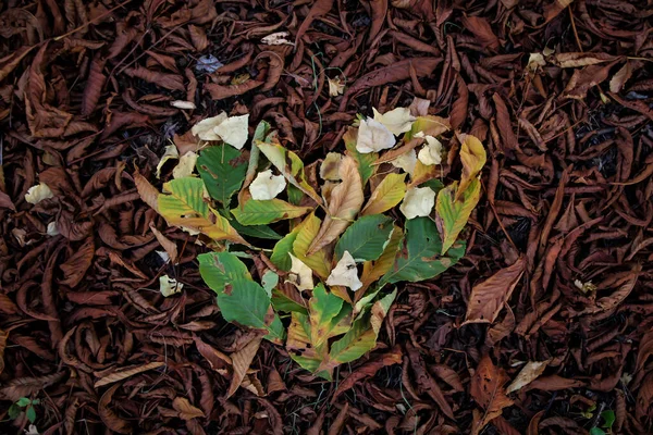 Herbstblätter Auf Dem Waldboden Mit Grünem Laubherz — Stockfoto