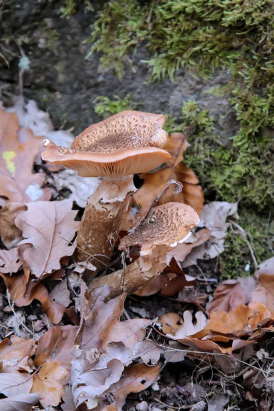 Mushrooms Mushrooms Populate Forest Fill Life — Stock Photo, Image