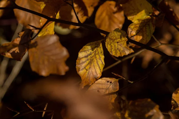 秋天的树叶在森林里 — 图库照片