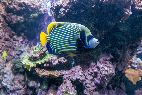 Okyanuslarda Çok Renkli Balık Deniz Canlıları Var Yaşamının Gözlemi — Stok fotoğraf