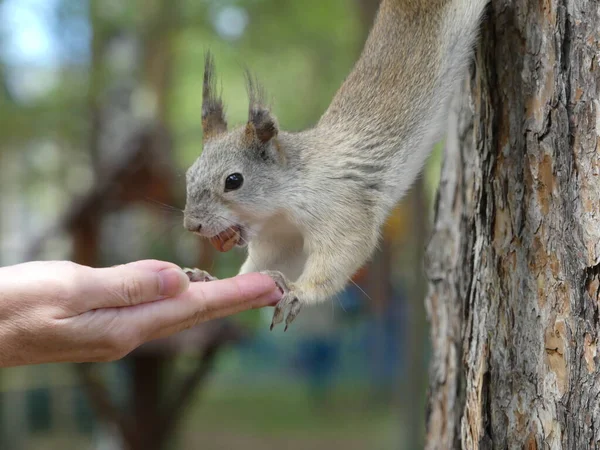 귀여운 다람쥐가 견과를 모습을 클로즈업으로 — 스톡 사진