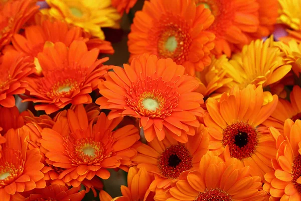 Närbild Buketter Färska Orange Färg Gerber Tusensköna Blommor Med Detaljhandeln — Stockfoto