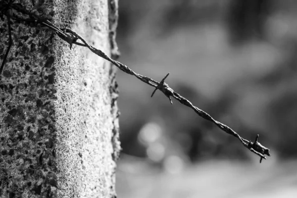 Fence Post Remnant Barbed Wire Attached — Stock Photo, Image