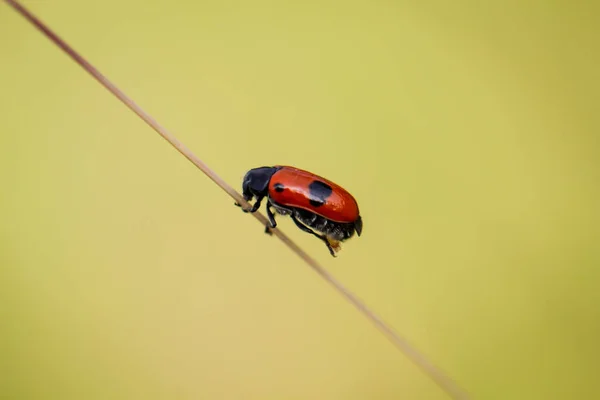 Beetle Blade Grass — Stock Photo, Image