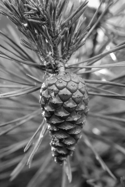 Still Green Pine Cone Pine — Stock Photo, Image