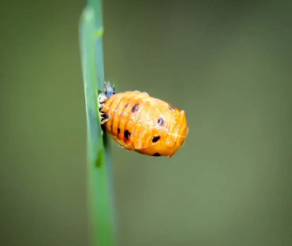 Macro Larva Ladybug Blade Grass — Stock Photo, Image