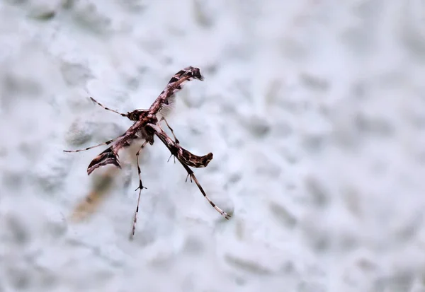 Insecto Que Muy Utópico Mariposa Polilla — Foto de Stock