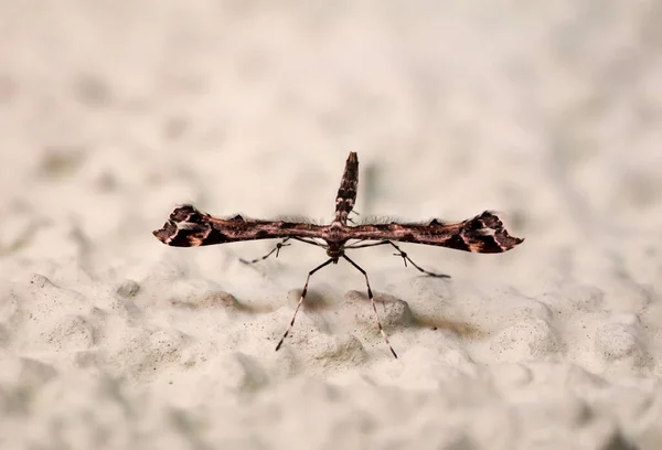 Çok Ütopik Kelebek Güve Görünümlü Bir Böcek — Stok fotoğraf