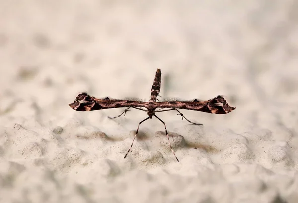 Insecto Que Muy Utópico Mariposa Polilla — Foto de Stock