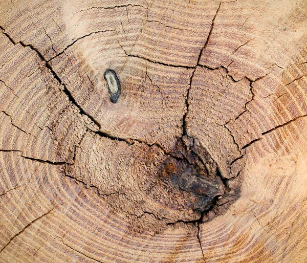 Seção Transversal Tronco Árvore Textura Madeira — Fotografia de Stock