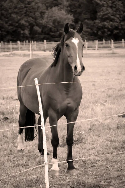 農場の雌馬 放牧中のパドック — ストック写真