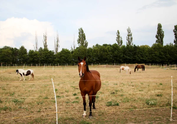 Lovak Csődör Kanca Gazdaságban Legeltetés Közbeni Karám — Stock Fotó