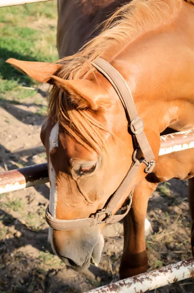 Cavalos Garanhão Égua Uma Fazenda Paddock Enquanto Pastoreia — Fotografia de Stock