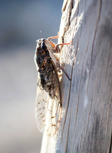 Eine Nahaufnahme Einer Zikade Auf Einem Holzpfosten — Stockfoto