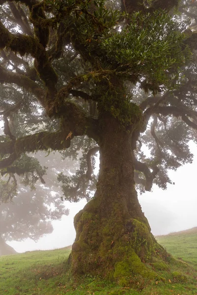 Laurel Tree Cloud Forest Fanal Madeira — Stock Photo, Image