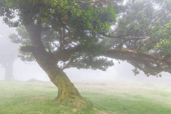 Laurel Tree Cloud Forest Fanal Madeira — Stock fotografie