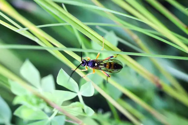 Eşek Arısı Benzer Bir Böcek — Stok fotoğraf