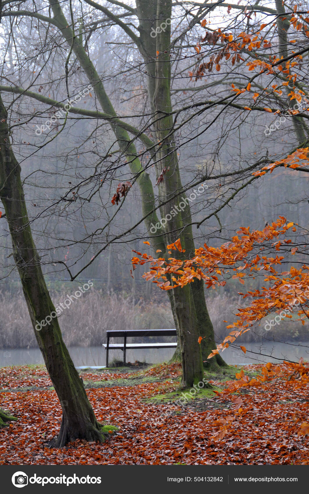 Paysage D'automne Avec Arbres Feuilles — Photo de stock par  ©PantherMediaSeller - 504132842, image size:1063x1700