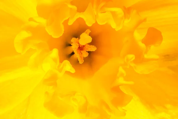 Las Campanas Pascua Son Los Mensajeros Primavera Jardín — Foto de Stock