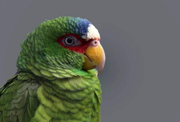 Zblízka Papouška — Stock fotografie