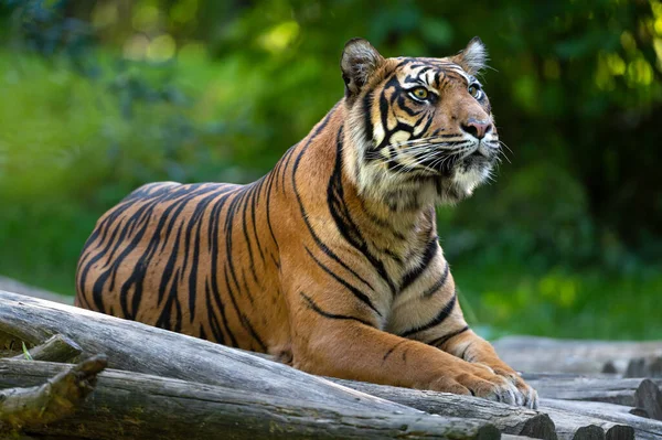 Tigre Zoológico — Fotografia de Stock