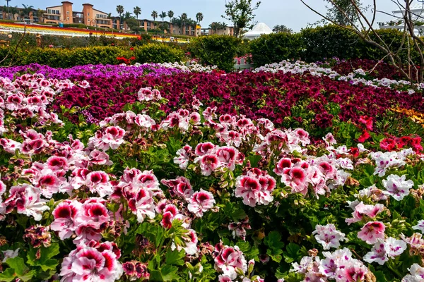 Kolorowe Wiosenne Kwiaty Carlsbad California Usa — Zdjęcie stockowe