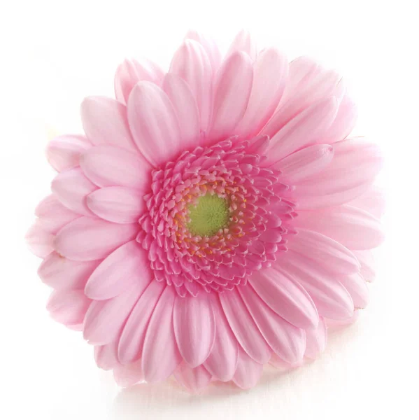 Mooie Roze Gerbera Bloem Geïsoleerd Witte Achtergrond — Stockfoto