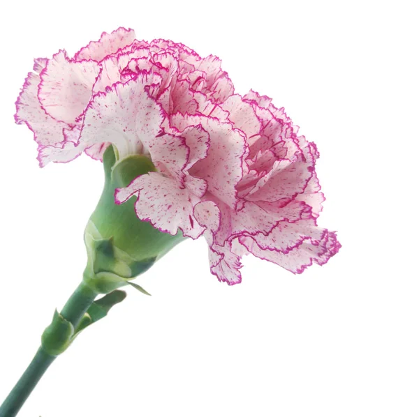 Цветок Розового Пиона Изолирован Белом Фоне — стоковое фото