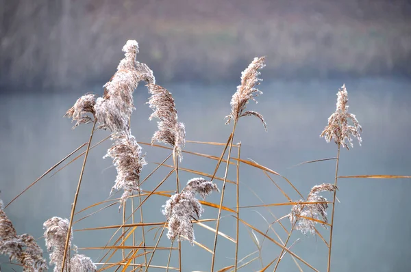 Gefrorenes Gras Schnee — Stockfoto