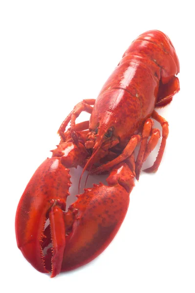 在白色背景上分离的红龙虾 — 图库照片