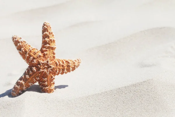 Estrella Mar Playa — Foto de Stock