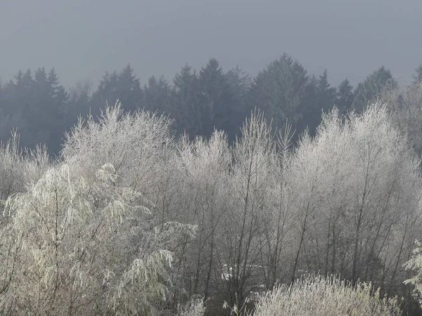 Paysage Hivernal Avec Arbres Enneigés — Photo