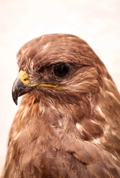 Portrét Vycpaného Krkavce Dravý Pták — Stock fotografie