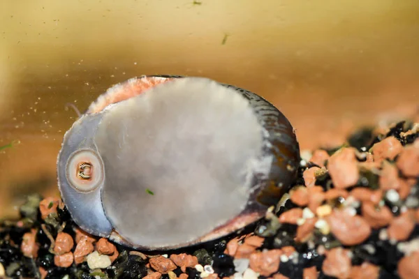 Macro Limpe Antracite Neritina Pulligera Aquário — Fotografia de Stock