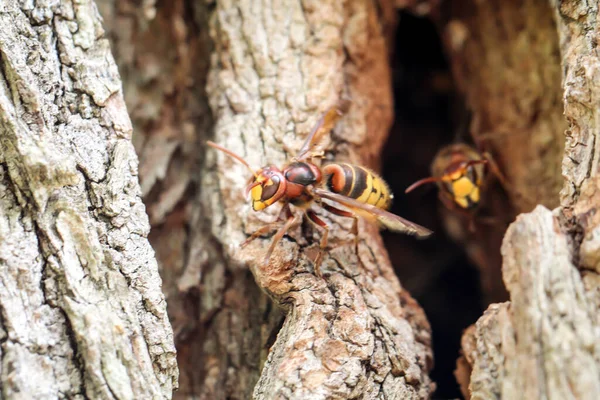 Hornissen Kommen Aus Ihrer Höhle Einem Hohlen Baumstamm — Stockfoto