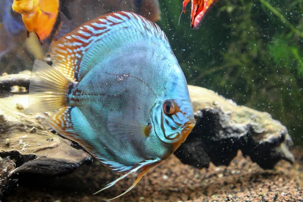 Akvaryumdaki Grupta Disk Balığı — Stok fotoğraf