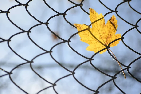 金属ネットに吊るされた一枚のカエデの黄色の葉のクローズアップ 秋のコンセプトをクローズアップ — ストック写真