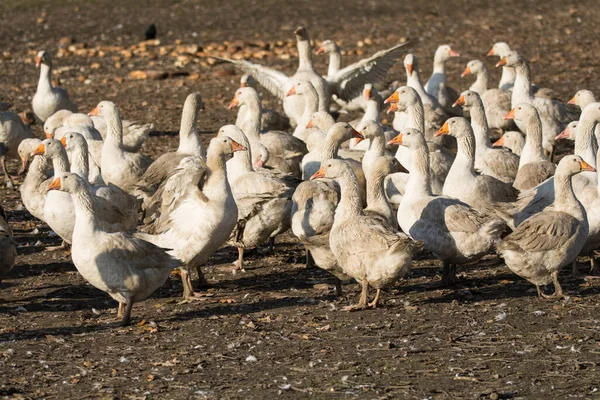 Flock Ducks Farm — Stock Photo, Image