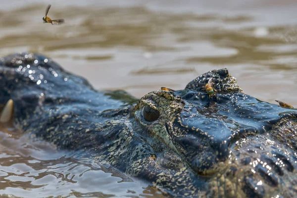 Очковый Кайман Caiman Crocodilus Yacare Портрет Животных Мухами Пантанал Мато — стоковое фото