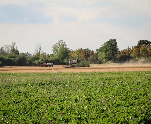 Een Rijpe Tarwe Korenveld Dat Oogsten Met Combinatie — Stockfoto