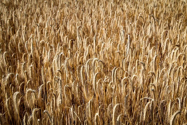 Getreide Weizenfeld Mit Reifen Ähren Zur Ernte Bereit — Stockfoto