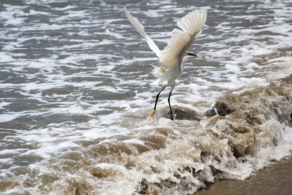 Προσωπογραφία Ενός Ibis Μελέτη Ενός Λευκού Ibis Στην Άγρια Φύση — Φωτογραφία Αρχείου