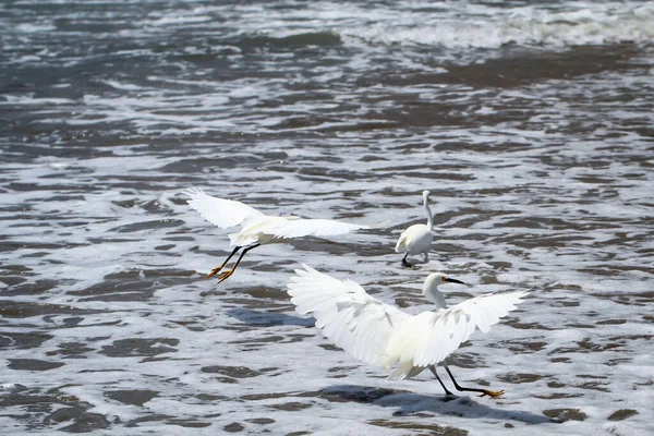 Porträt Eines Ibis Studie Eines Weißen Ibis Freier Wildbahn — Stockfoto