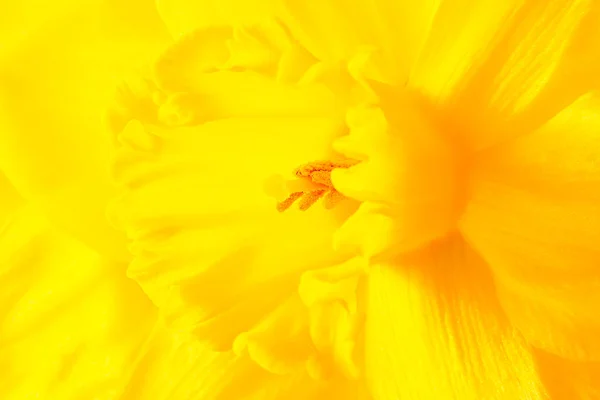 复活节钟声是花园里的春天使者 — 图库照片