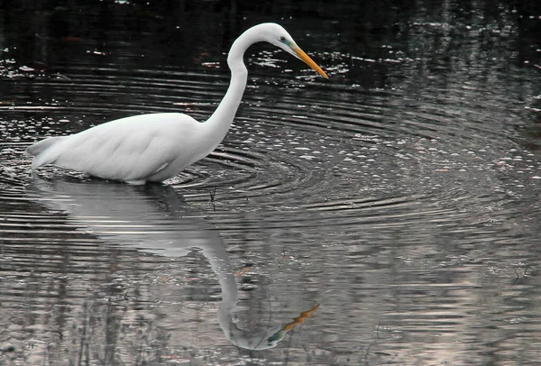 Cigno Bianco Sul Lago — Foto Stock