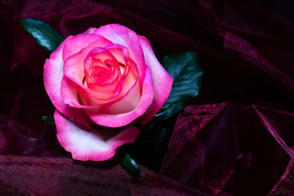 Dueto Rosa Flor Rosa Branca Uma Rosa Frente Tecido Rosa — Fotografia de Stock