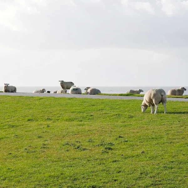 Тінь Вівці Овечки Худоба Худоба Вовна Північне Море Море Океан — стокове фото