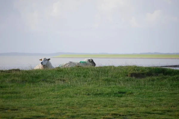 Тінь Вівці Овечки Худоба Худоба Вовна Північне Море Море Океан — стокове фото