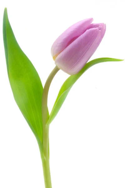 Fleurs Tulipes Isolées Sur Fond Blanc — Photo